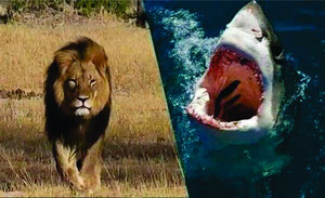 شیر اور شارک دونوں پیشہ ور شکاری